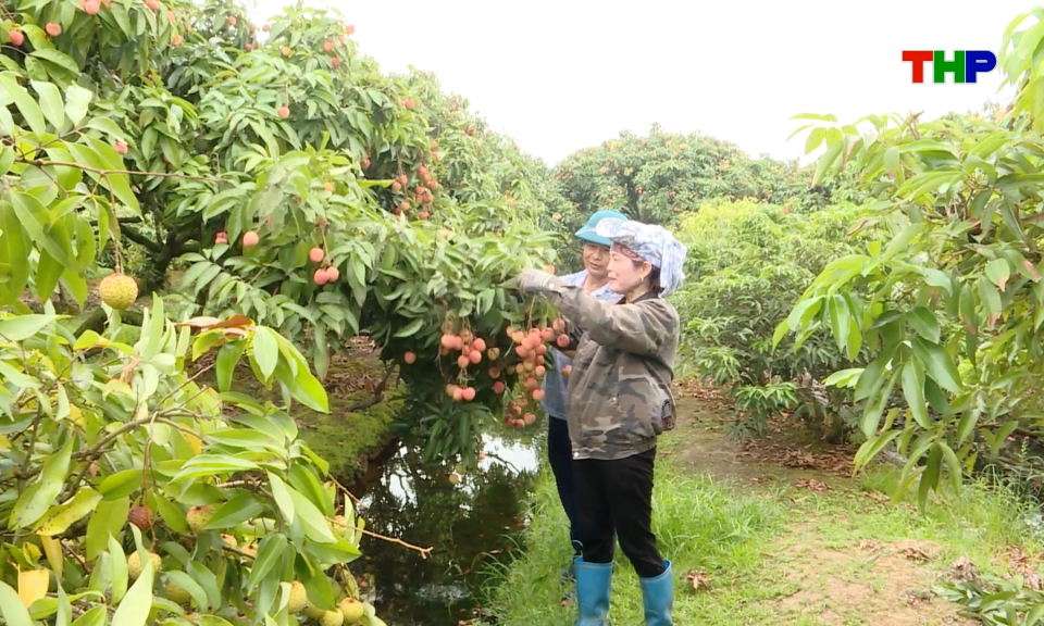 Đẩy mạnh việc cấp m&atilde; số v&ugrave;ng trồng