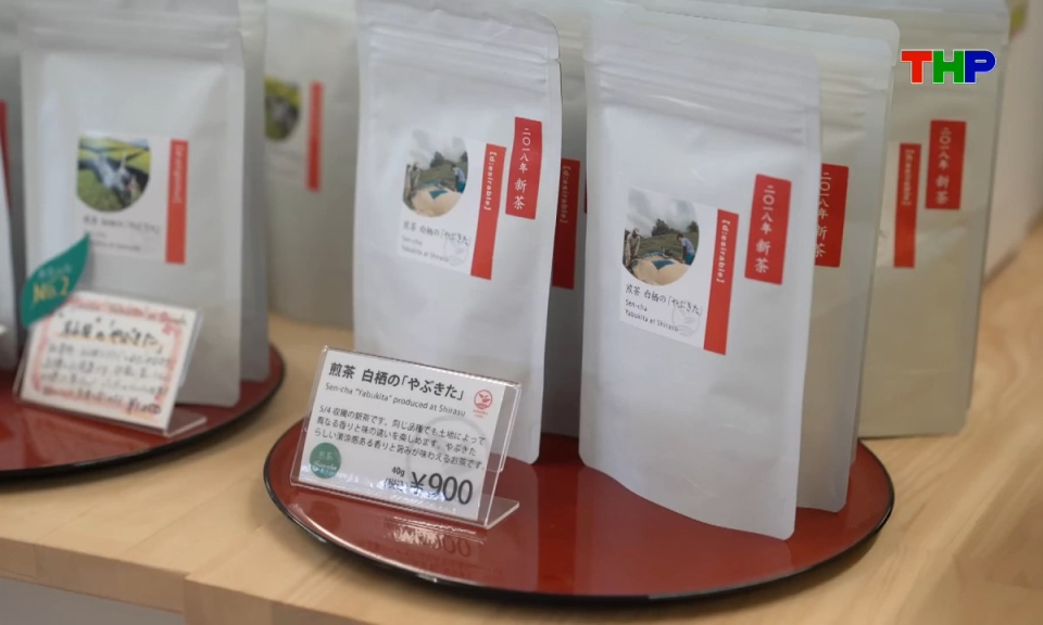 Kh&aacute;m ph&aacute; thế giới: Matcha - "V&agrave;ng xanh" của Nhật Bản 