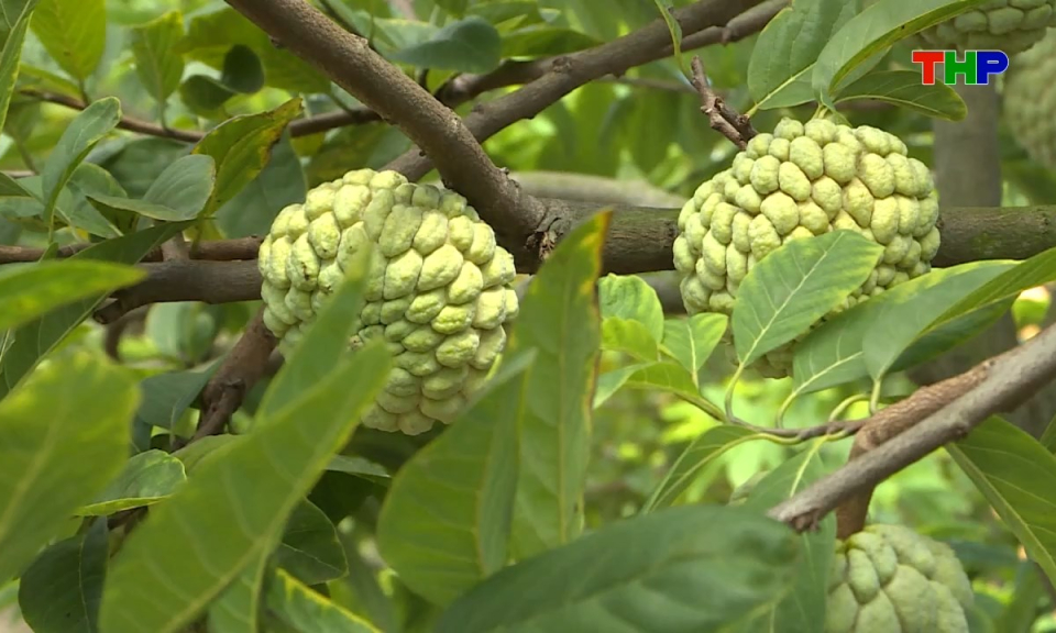 Bản tin tiếng Anh - Hai Phong News (01/08/2026)