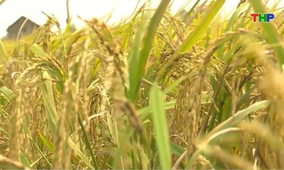 Bản tin thời sự trưa (04/08/2026)