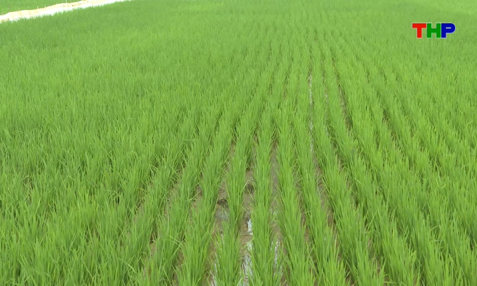 Đồng h&agrave;nh c&ugrave;ng nh&agrave; n&ocirc;ng: Giải ph&aacute;p ph&ograve;ng trừ s&acirc;u cuốn l&aacute; nhỏ hại l&uacute;a