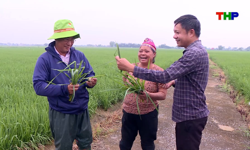 Chủ động ph&ograve;ng trừ s&acirc;u cuốn l&aacute; nhỏ lứa 5, bảo vệ sản xuất l&uacute;a m&ugrave;a