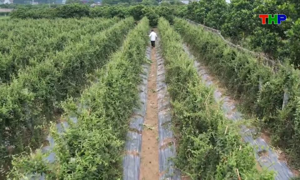 Đồng h&agrave;nh c&ugrave;ng nh&agrave; n&ocirc;ng: Ph&aacute;t triển sản xuất c&acirc;y dược liệu