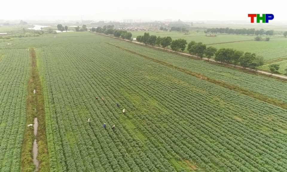 Ch&iacute;nh s&aacute;ch ph&aacute;p luật: Sản xuất n&ocirc;ng nghiệp h&agrave;ng h&oacute;a quy m&ocirc; lớn - N&acirc;ng tầm gi&aacute; trị n&ocirc;ng sản 