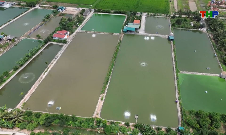 Hải Ph&ograve;ng chuyển đổi 543 ha đất l&uacute;a k&eacute;m hiệu quả sang m&ocirc; h&igrave;nh gi&aacute; trị cao
