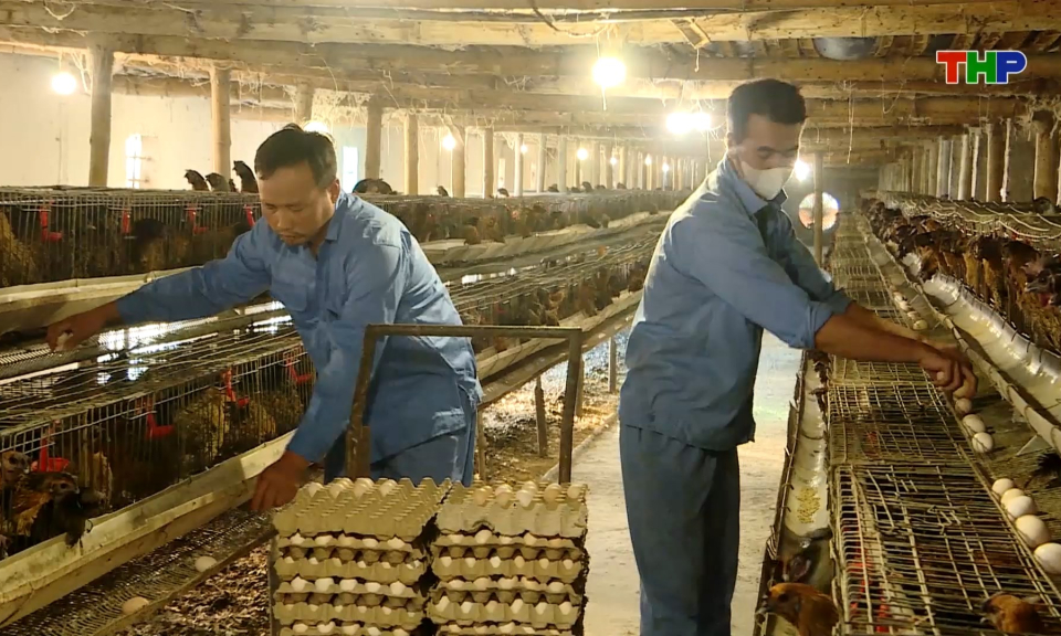 Ph&aacute;t triển chăn nu&ocirc;i bền vững với truy xuất nguồn gốc v&agrave; li&ecirc;n kết ti&ecirc;u thụ
