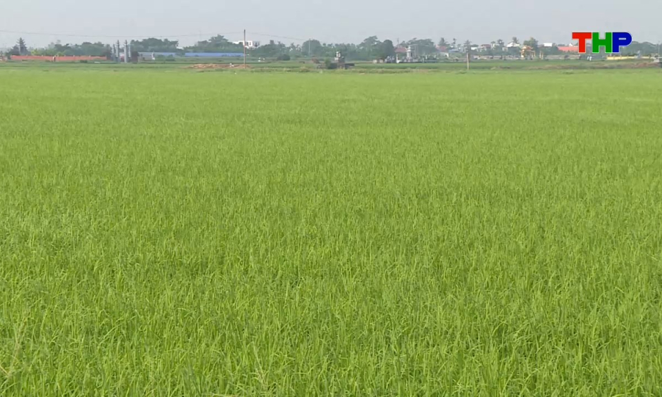 Đồng h&agrave;nh c&ugrave;ng nh&agrave; n&ocirc;ng: Chăm s&oacute;c l&uacute;a giai đoạn đẻ nh&aacute;nh