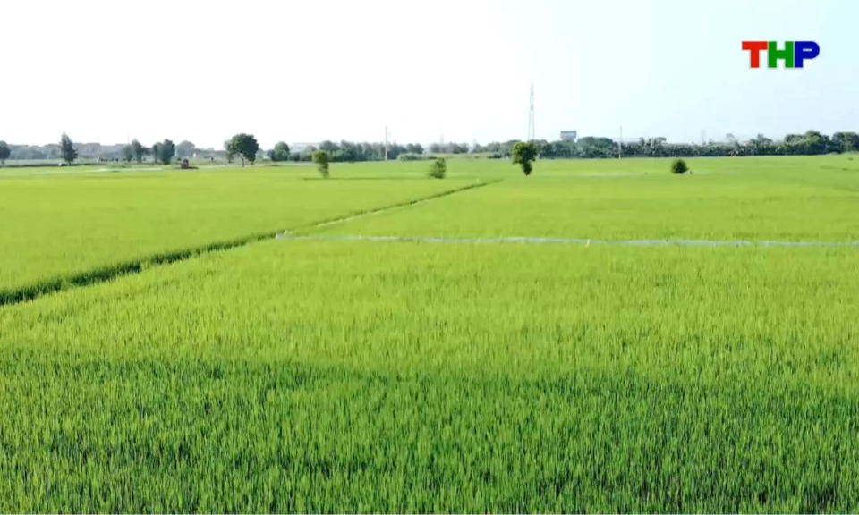 Nhịp sống 24h (20/08/2026)