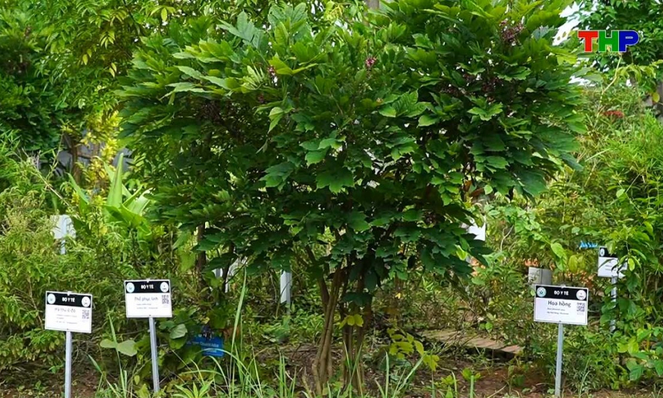 Chạm Hải Ph&ograve;ng: Vườn thuốc đền Bia