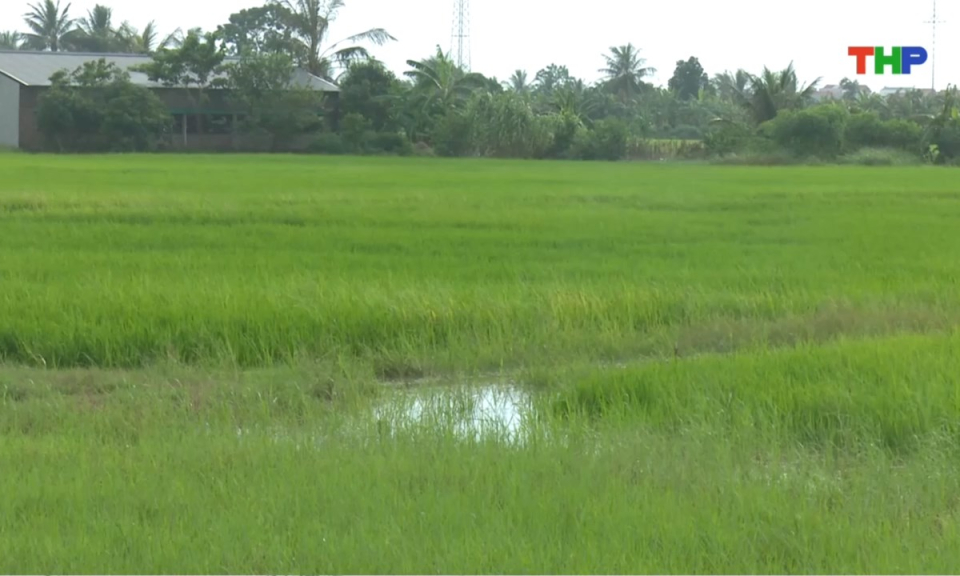 Bản tin thời sự trưa (25/08/2026)