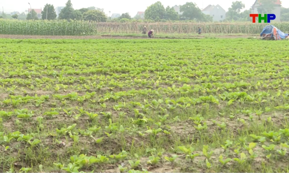 Nhịp sống 24h (30/08/2026)