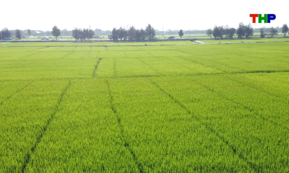 Đồng h&agrave;nh c&ugrave;ng nh&agrave; n&ocirc;ng: Giai đoạn "v&agrave;ng" quyết định năng suất l&uacute;a