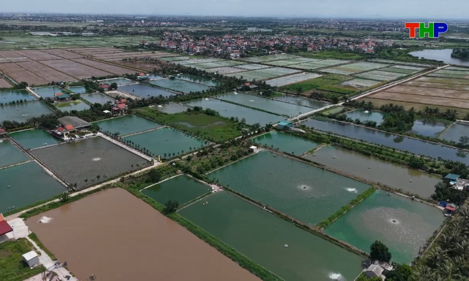 N&ocirc;ng th&ocirc;n mới Hải Ph&ograve;ng: Đổi tư duy, l&agrave;m gi&agrave;u từ n&ocirc;ng nghiệp