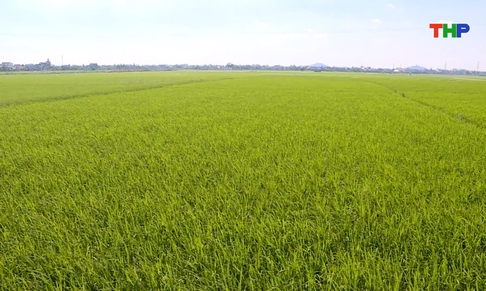 Tập trung ph&ograve;ng trừ s&acirc;u cuốn l&aacute; nhỏ lứa 6 bảo vệ l&uacute;a vụ m&ugrave;a
