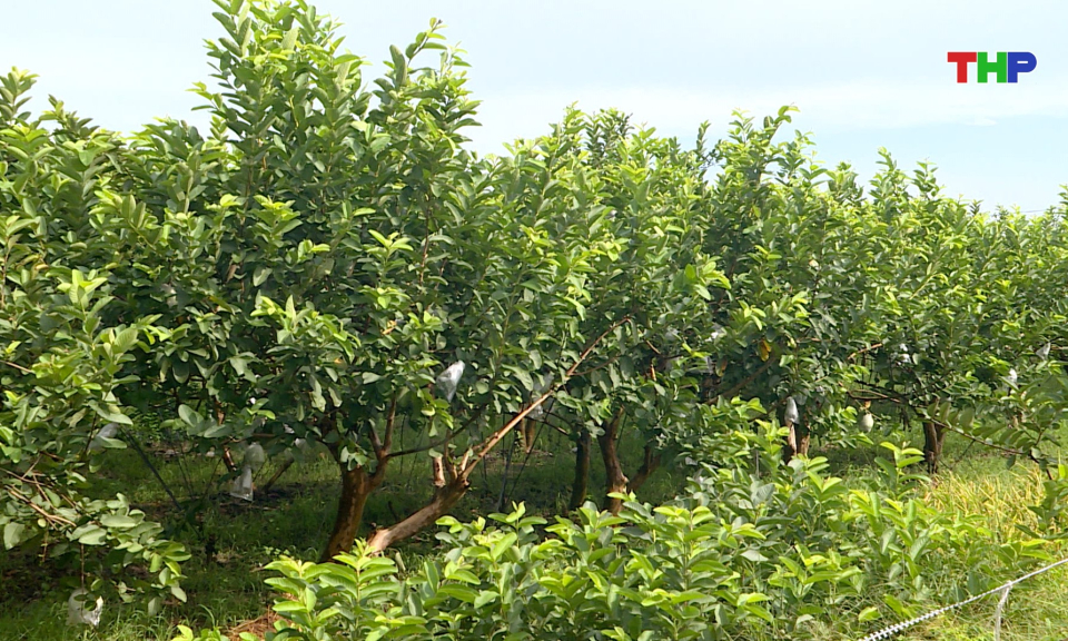Bản tin thời sự 17h00 (16/09/2026)