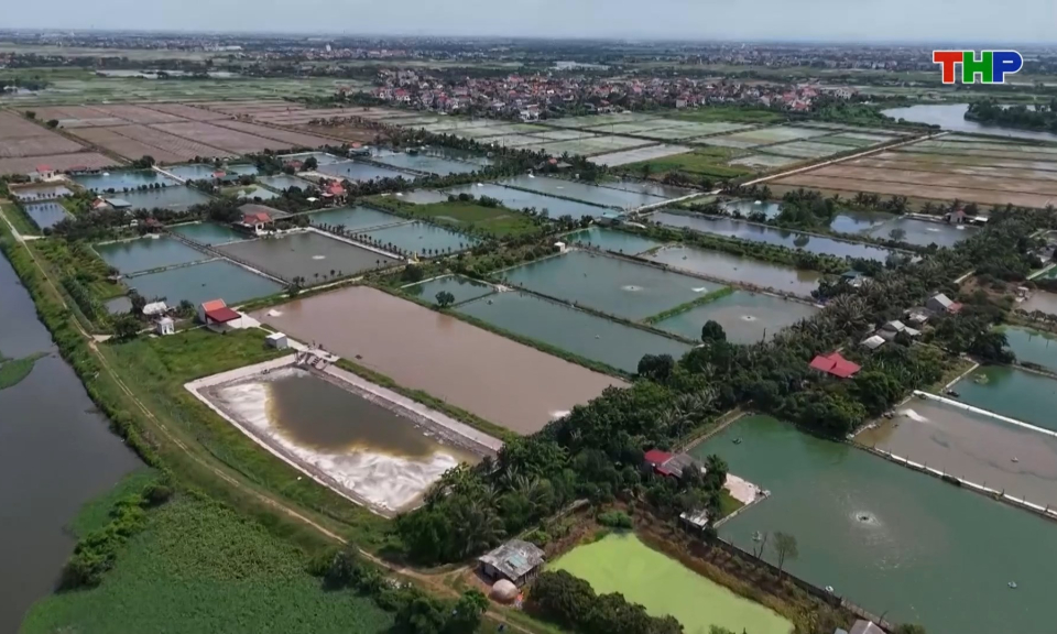 X&acirc;y dựng chuỗi li&ecirc;n kết ph&aacute;t triển v&ugrave;ng nu&ocirc;i thuỷ sản  