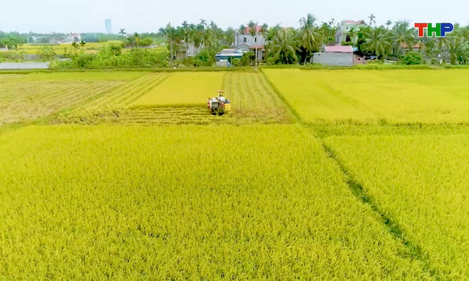 Đồng h&agrave;nh c&ugrave;ng nh&agrave; n&ocirc;ng: Đổi c&aacute;ch canh t&aacute;c, n&acirc;ng cao gi&aacute; trị hạt gạo