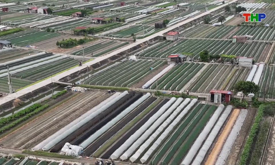 Đẩy mạnh li&ecirc;n kết ti&ecirc;u thụ rau m&agrave;u