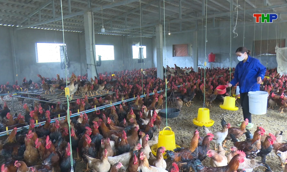Ph&ograve;ng, chống dịch bệnh trong chăn nu&ocirc;i thời điểm giao m&ugrave;a