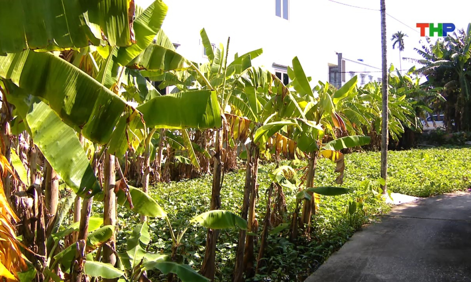 Hộp thư truyền h&igrave;nh: Vướng mắc từ nguồn gốc lối đi tại x&atilde; Chấn Hưng 