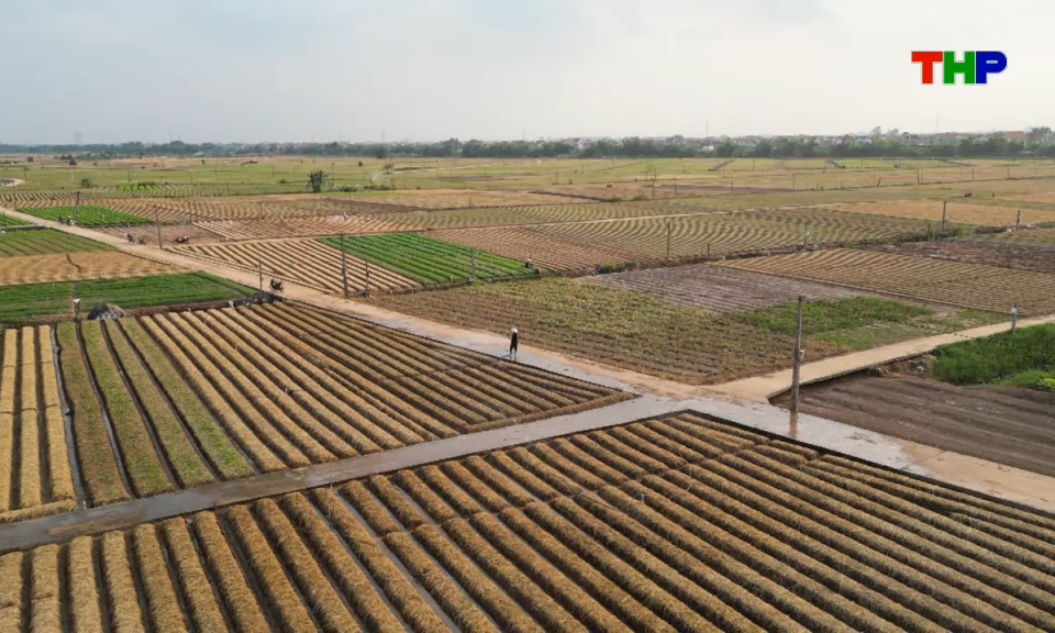 Đồng h&agrave;nh c&ugrave;ng nh&agrave; n&ocirc;ng: Chăm s&oacute;c v&agrave; ph&ograve;ng trừ s&acirc;u bệnh cho c&acirc;y c&agrave; rốt đầu vụ