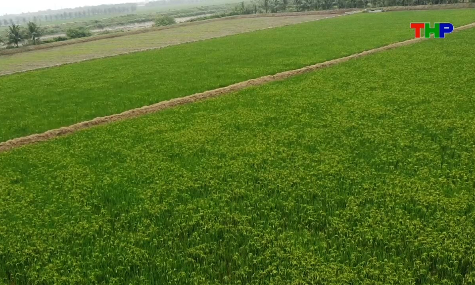 Ch&iacute;nh s&aacute;ch ph&aacute;p luật: Ph&aacute;t triển n&ocirc;ng nghiệp xanh theo tinh thần Nghị quyết 08