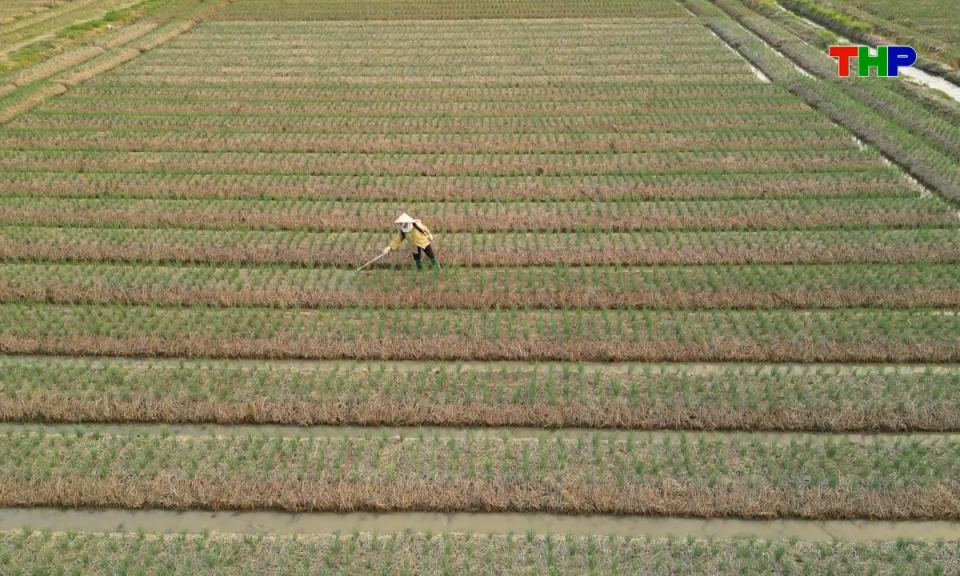 Đồng h&agrave;nh c&ugrave;ng nh&agrave; n&ocirc;ng: Chăm s&oacute;c h&agrave;nh, tỏi đầu vụ Đ&ocirc;ng