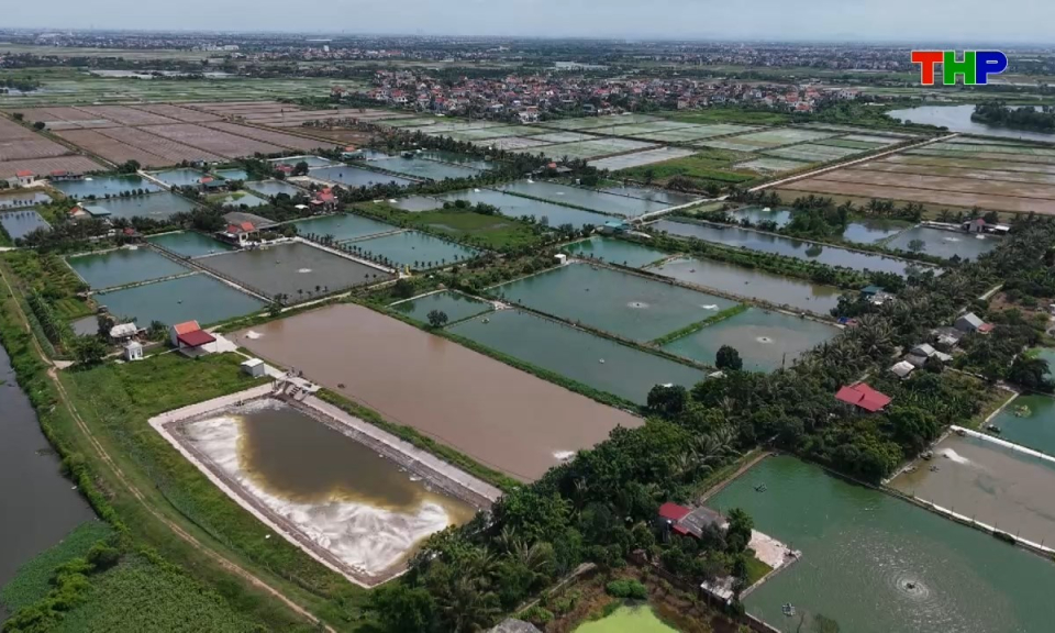 N&ocirc;ng th&ocirc;n mới Hải Ph&ograve;ng: Ph&aacute;t triển v&ugrave;ng sản xuất h&agrave;ng h&oacute;a tập trung gắn với thị trường