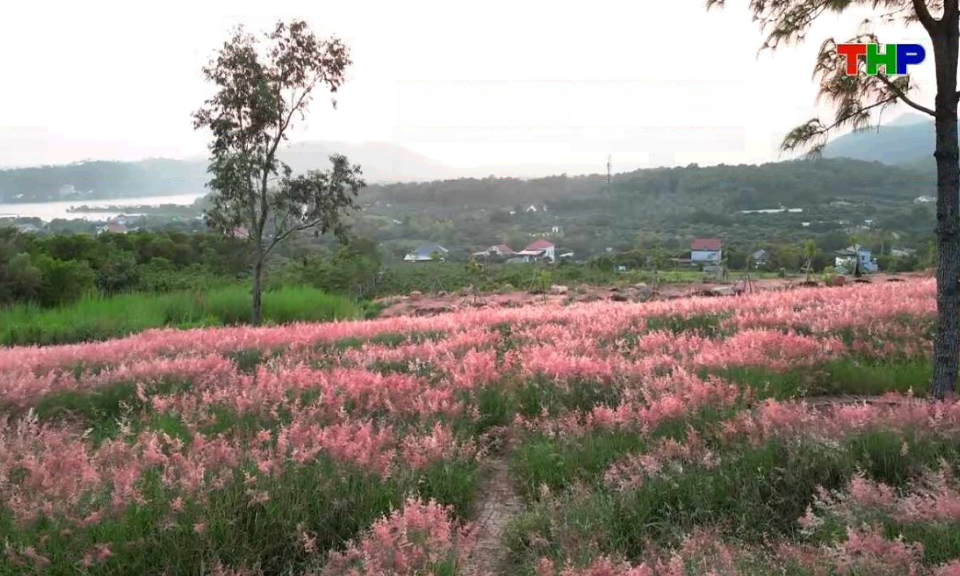 Chạm Hải Ph&ograve;ng: Đồi cỏ hồng